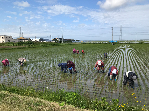 自然農法の実践